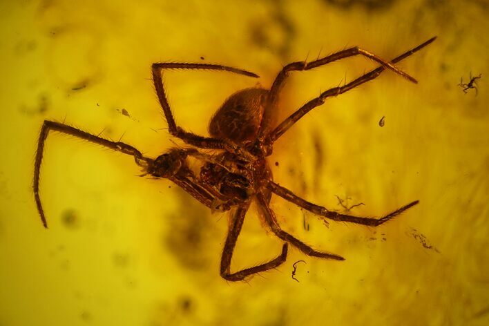 Detailed Fossil Spider (Araneae) in Baltic Amber #159784